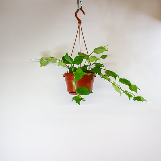 Hoya polyneura 14cm H30cm