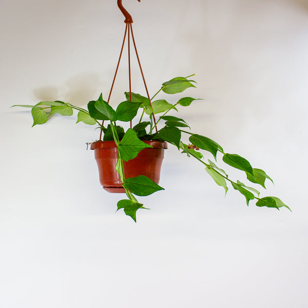 Hoya polyneura 14cm H30cm