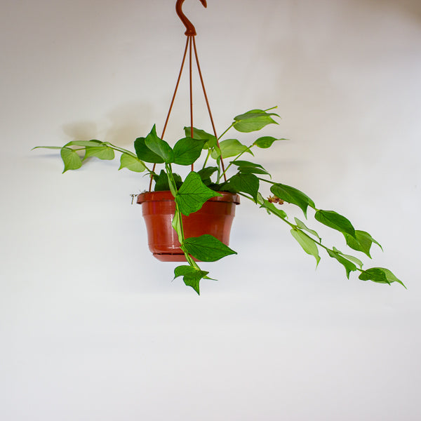 Hoya polyneura 14cm H30cm