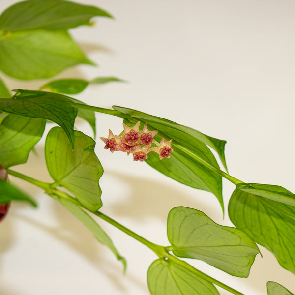 Hoya polyneura 14cm H30cm