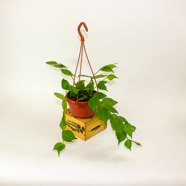 Hoya polyneura 14cm H30cm