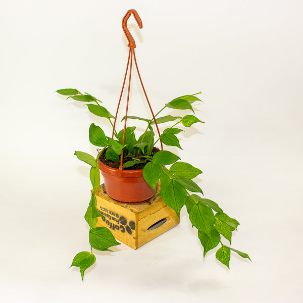 Hoya polyneura 14cm H30cm