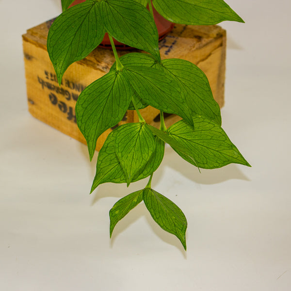 Hoya polyneura 14cm H30cm