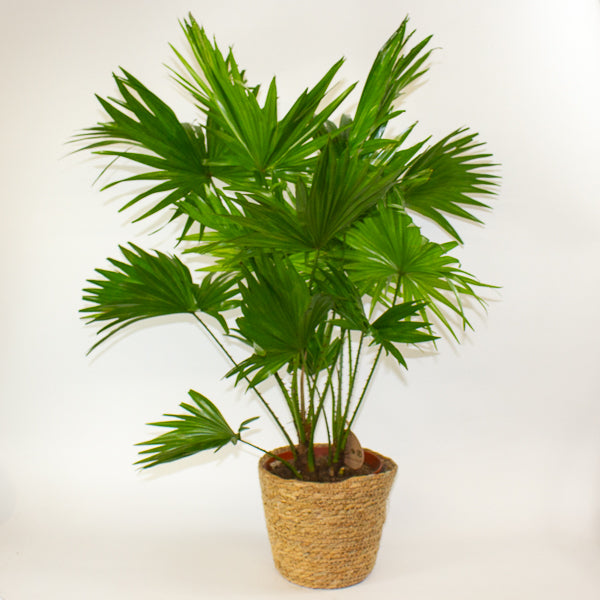 Jubaea chilensis - Chilean wine palm 20cm H90cm