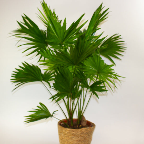 Jubaea chilensis - Chilean wine palm 20cm H90cm