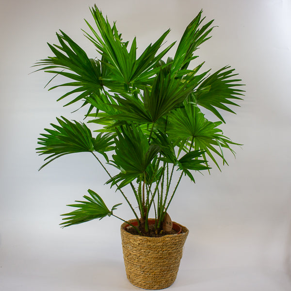 Jubaea chilensis - Chilean wine palm 20cm H90cm