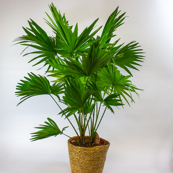 Jubaea chilensis - Chilean wine palm 20cm H90cm