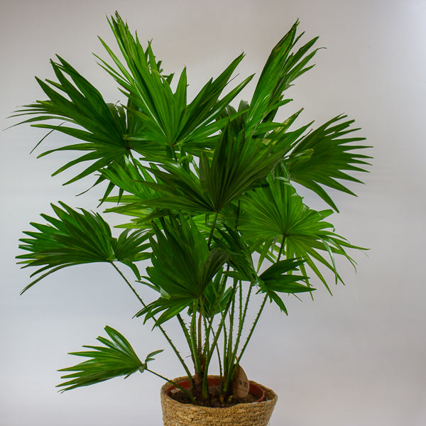 Jubaea chilensis - Chilean wine palm 20cm H90cm