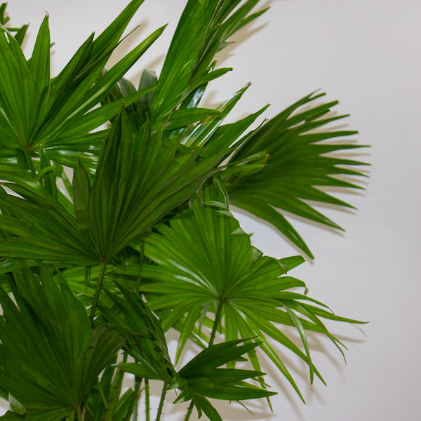 Jubaea chilensis - Chilean wine palm 20cm H90cm