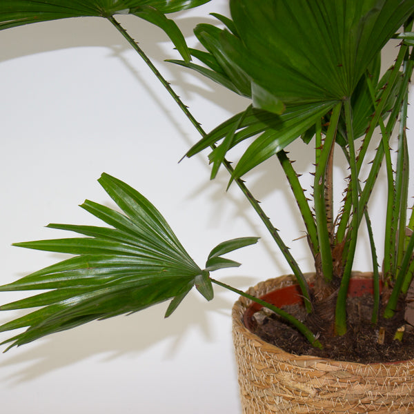 Jubaea chilensis - Chilean wine palm 20cm H90cm