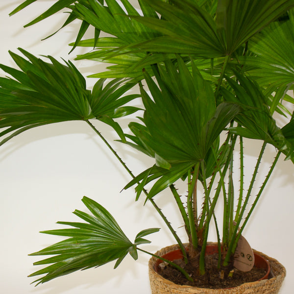Jubaea chilensis - Chilean wine palm 20cm H90cm