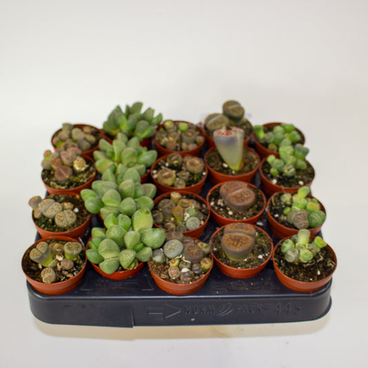 Choose one Lithops sp. from our selection 5.5cm H10cm