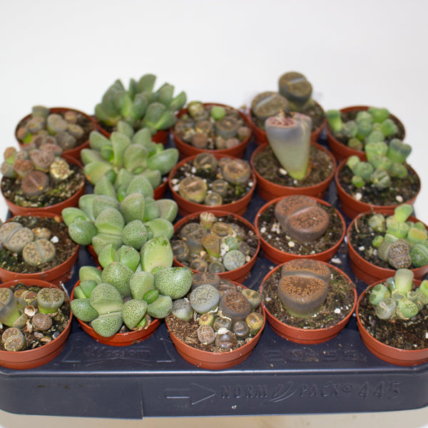 Choose one Lithops sp. from our selection 5.5cm H10cm