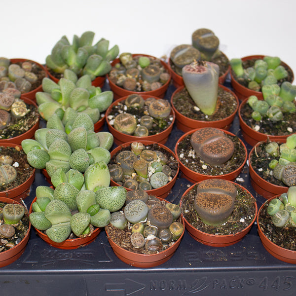 Choose one Lithops sp. from our selection 5.5cm H10cm