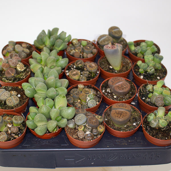 Choose one Lithops sp. from our selection 5.5cm H10cm