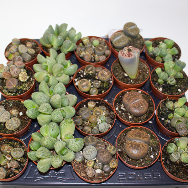 Choose one Lithops sp. from our selection 5.5cm H10cm