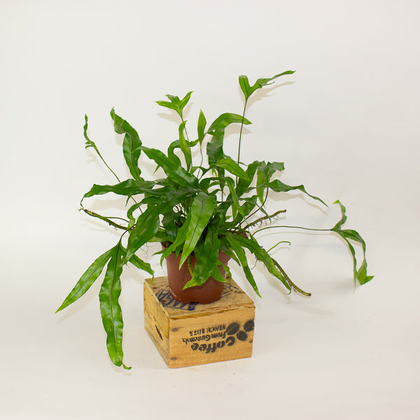 Microsorum diversifolium - Kangaroo Paw Fern 12cm H25cm
