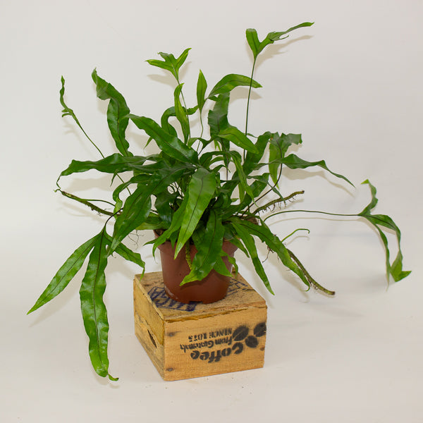 Microsorum diversifolium - Kangaroo Paw Fern 12cm H25cm