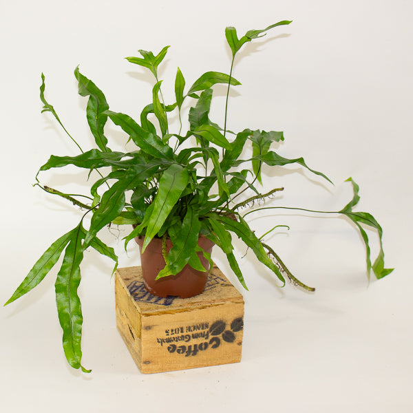Microsorum diversifolium - Kangaroo Paw Fern 12cm H25cm