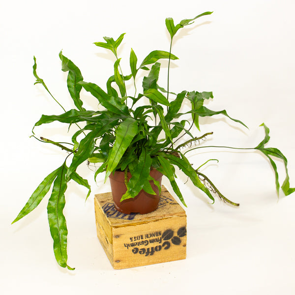 Microsorum diversifolium - Kangaroo Paw Fern 12cm H25cm