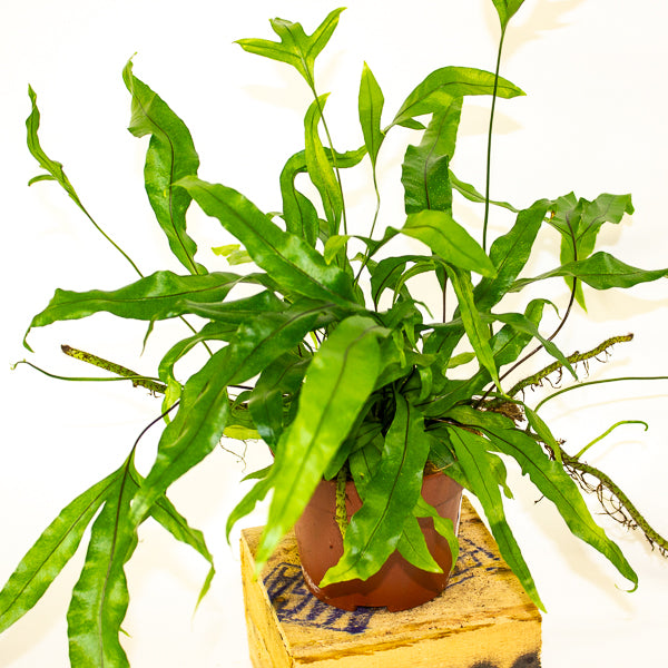 Microsorum diversifolium - Kangaroo Paw Fern 12cm H25cm