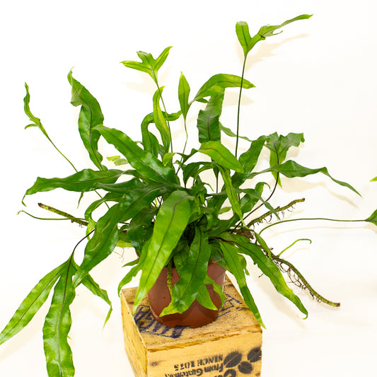 Microsorum diversifolium - Kangaroo Paw Fern 12cm H25cm