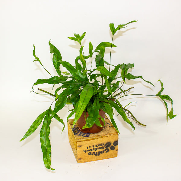 Microsorum diversifolium - Kangaroo Paw Fern 12cm H25cm