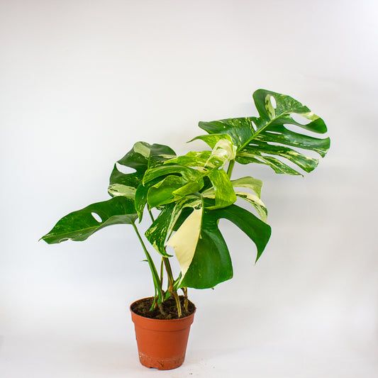Monstera Deliciosa Variegata 15cm H50cm
