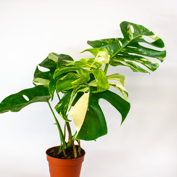 Monstera Deliciosa Variegata 15cm H50cm