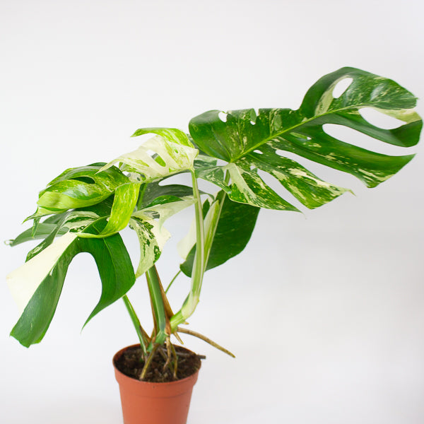 Monstera Deliciosa Variegata 15cm H50cm