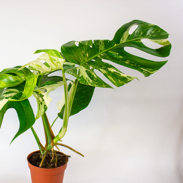 Monstera Deliciosa Variegata 15cm H50cm