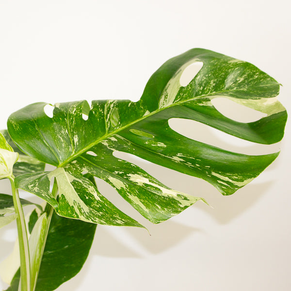 Monstera Deliciosa Variegata 15cm H50cm