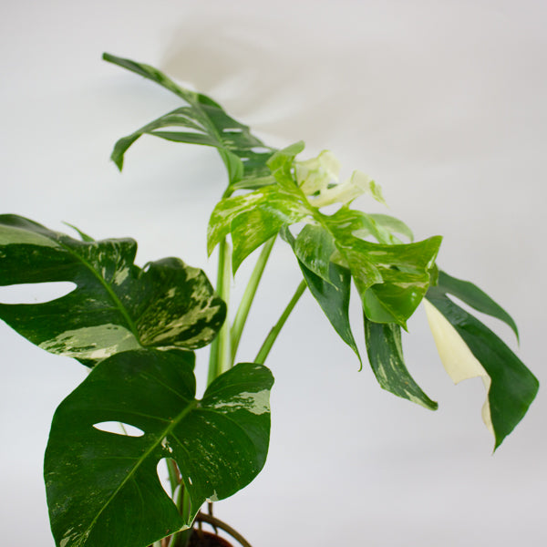 Monstera Deliciosa Variegata 15cm H50cm