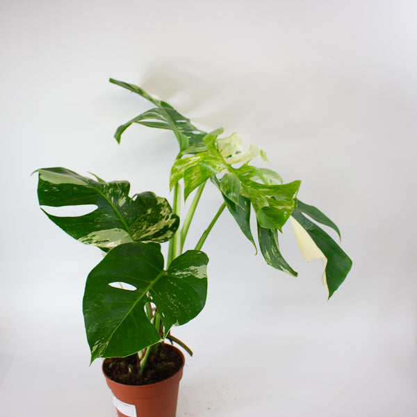 Monstera Deliciosa Variegata 15cm H50cm