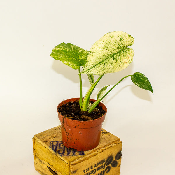 Monstera MINT 10.5cm H15cm