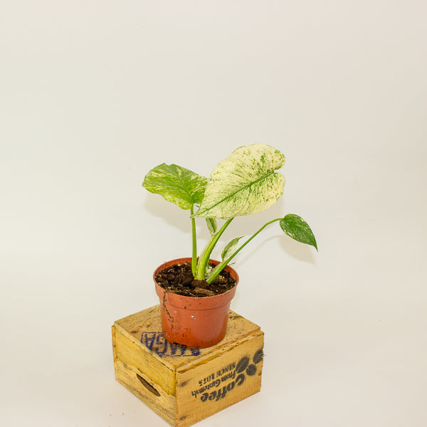 Monstera MINT 10.5cm H15cm