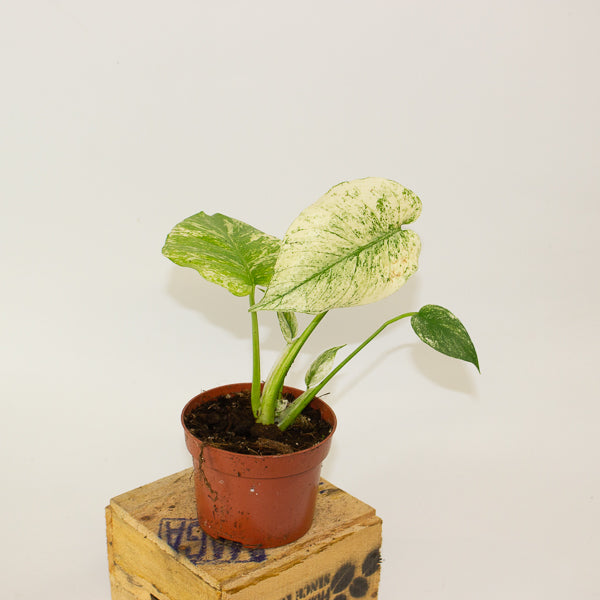 Monstera MINT 10.5cm H15cm