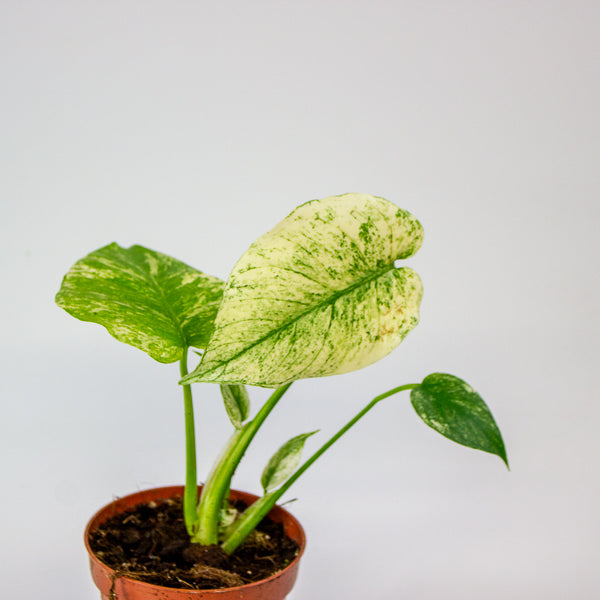 Monstera MINT 10.5cm H15cm