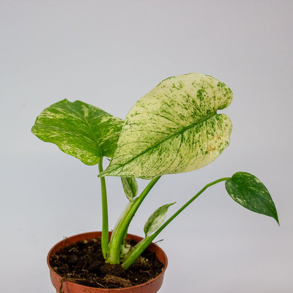 Monstera MINT 10.5cm H15cm