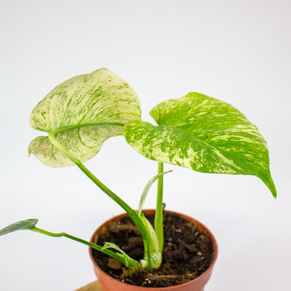 Monstera MINT 10.5cm H15cm