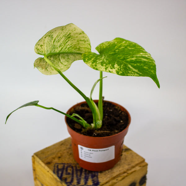 Monstera MINT 10.5cm H15cm