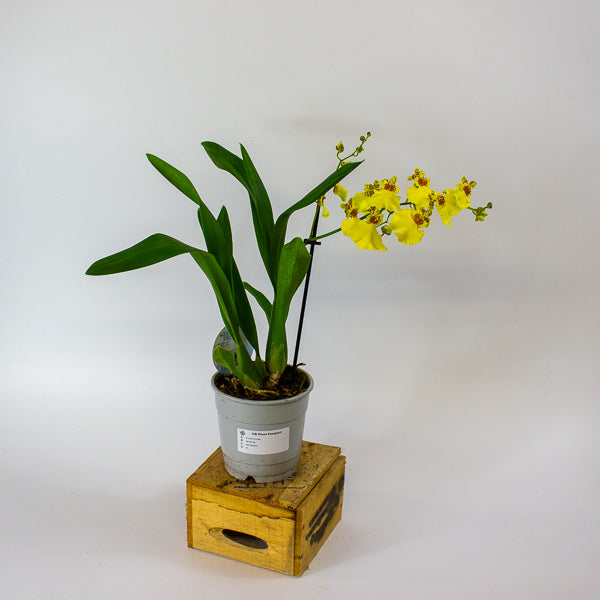 Oncidium Orchid mixed 12cm H40cm