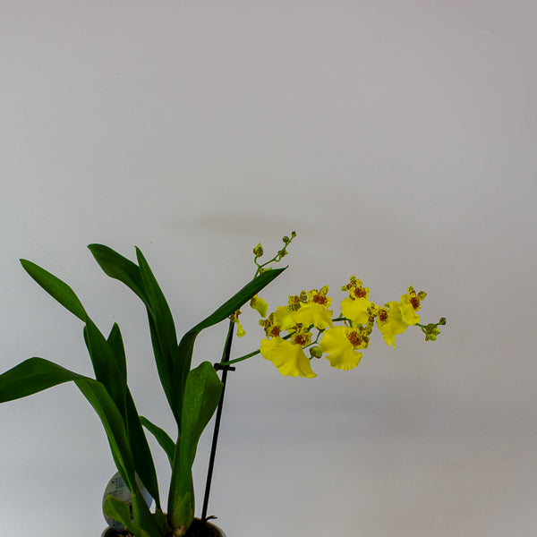 Oncidium Orchid mixed 12cm H40cm