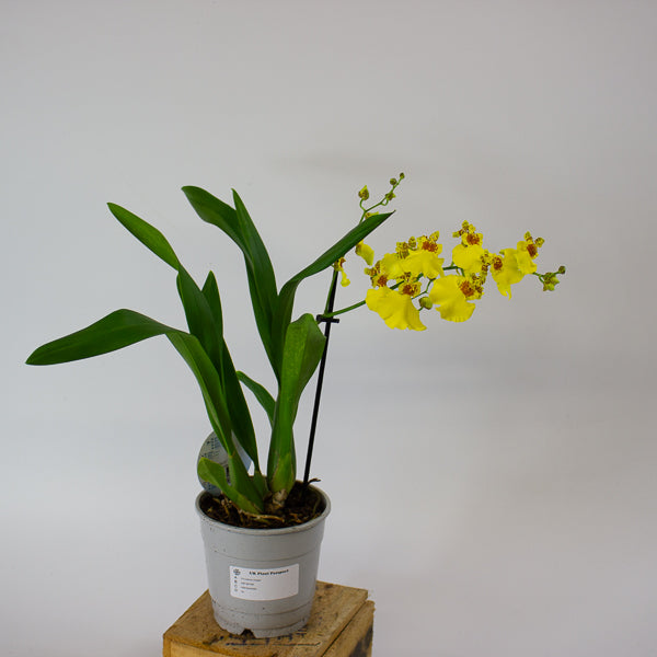 Oncidium Orchid mixed 12cm H40cm
