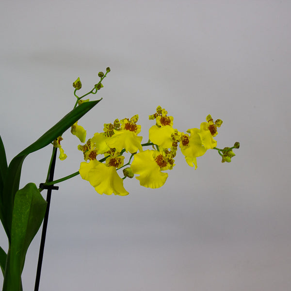 Oncidium Orchid mixed 12cm H40cm