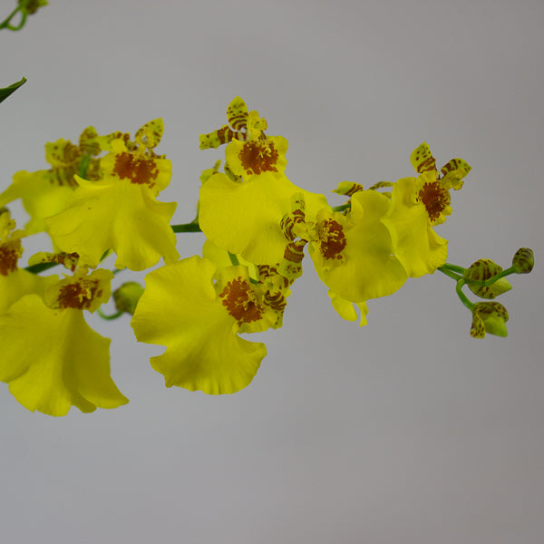Oncidium Orchid mixed 12cm H40cm