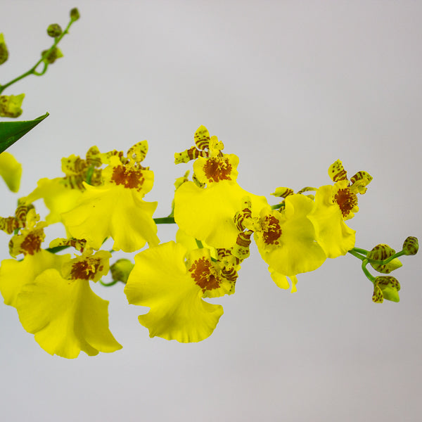 Oncidium Orchid mixed 12cm H40cm