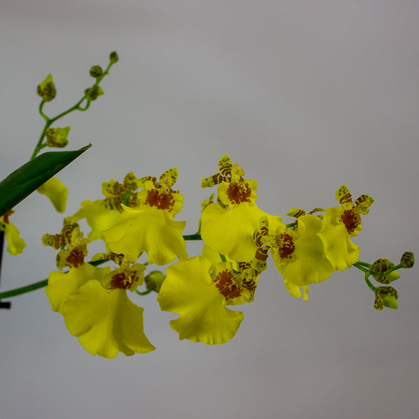Oncidium Orchid mixed 12cm H40cm