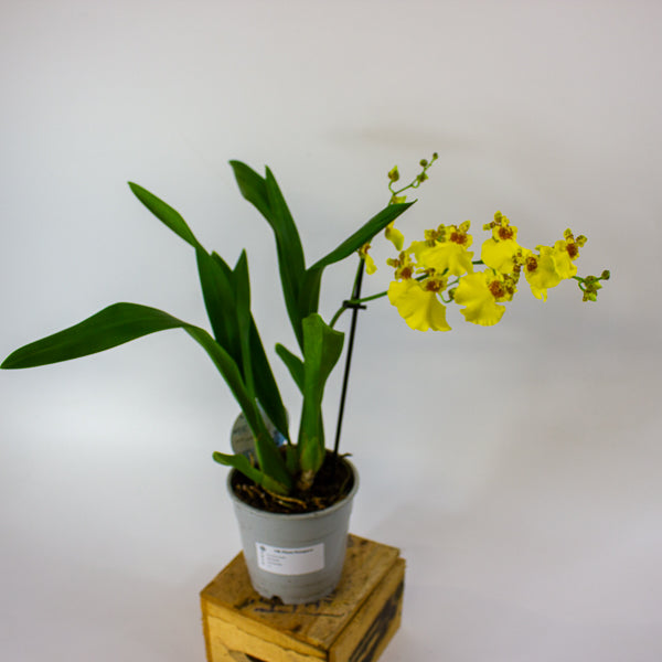 Oncidium Orchid mixed 12cm H40cm