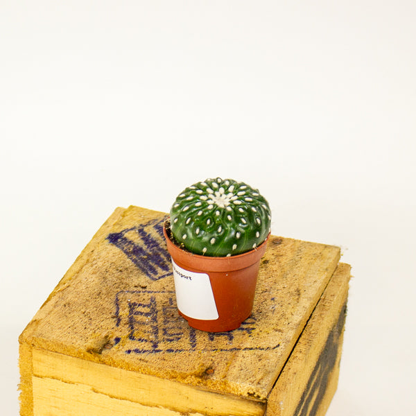 Parodia ottonis - Indian Head Cactus 5.5cm H12cm